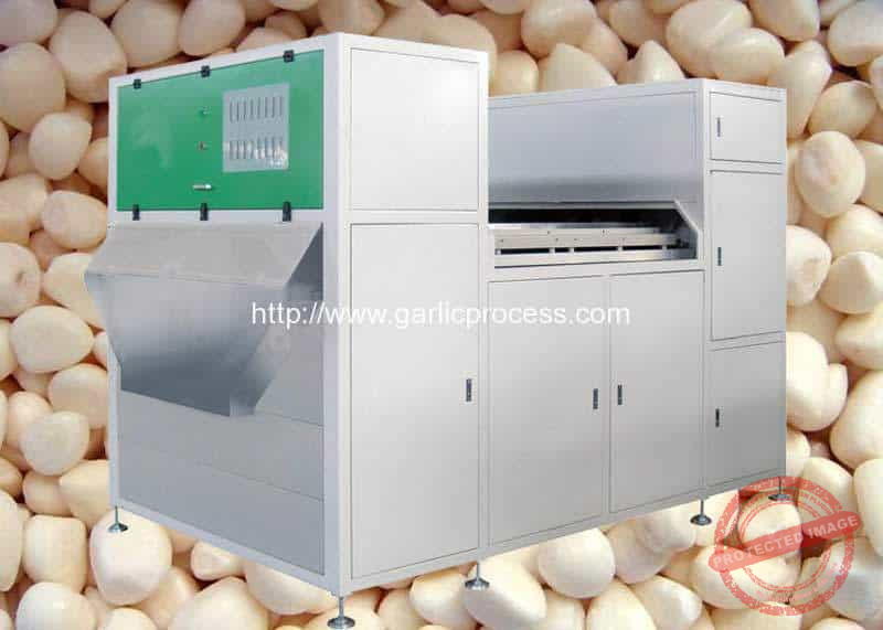 Full-Automatic-Peeled-Garlic-Clove-Color-Sorter-Machine